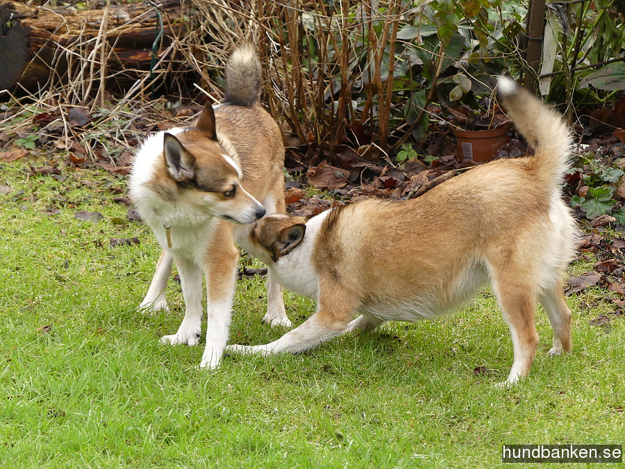 dog lundehund