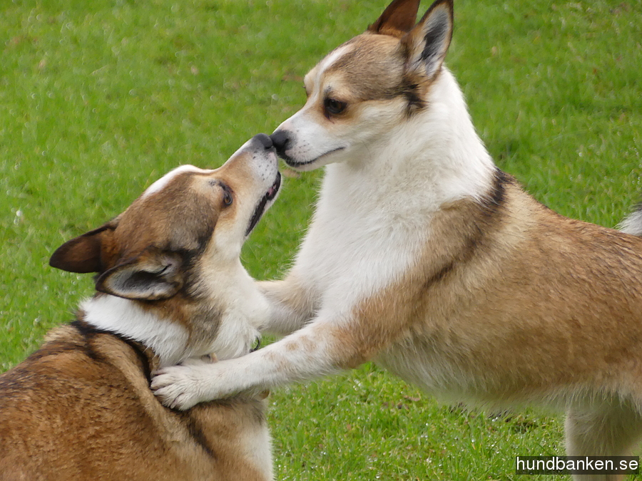 dog lundehund