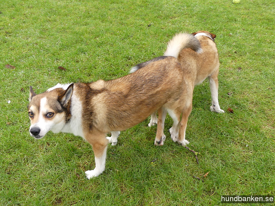 dog lundehund