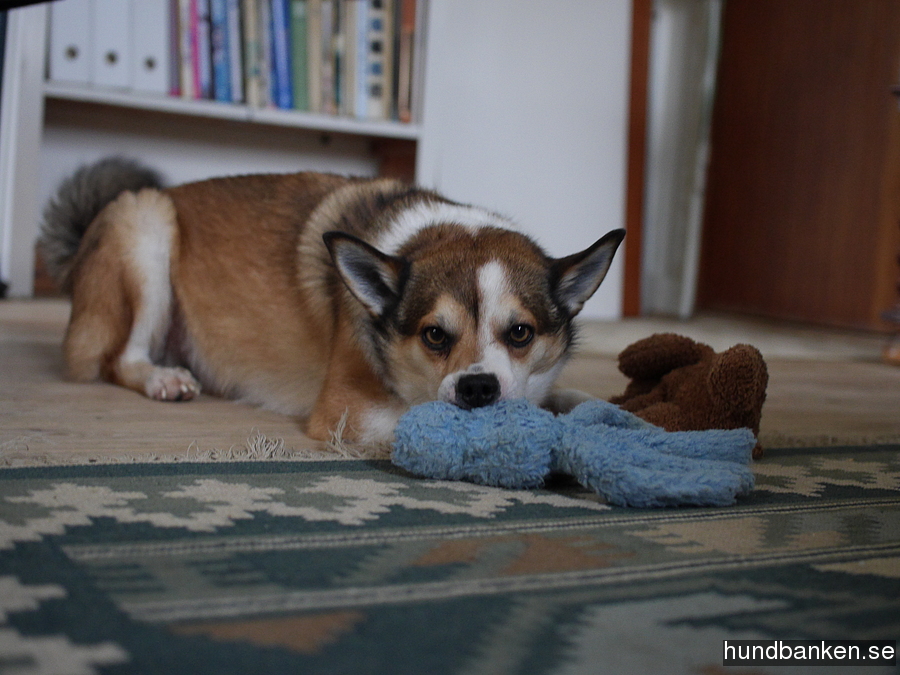 dog lundehund
