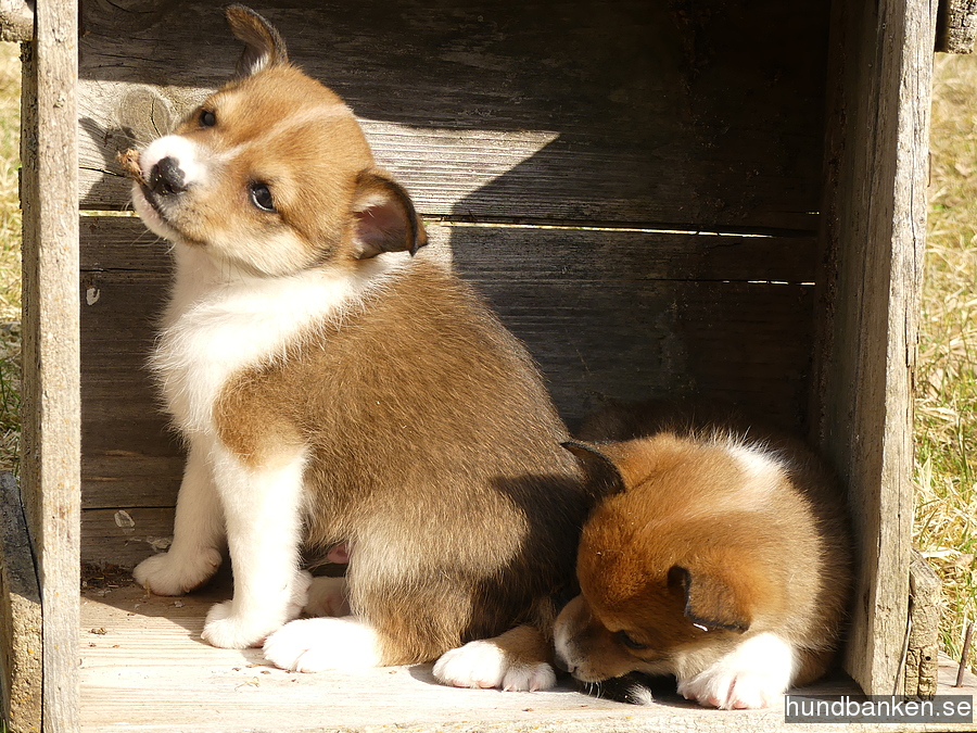 dog lundehund