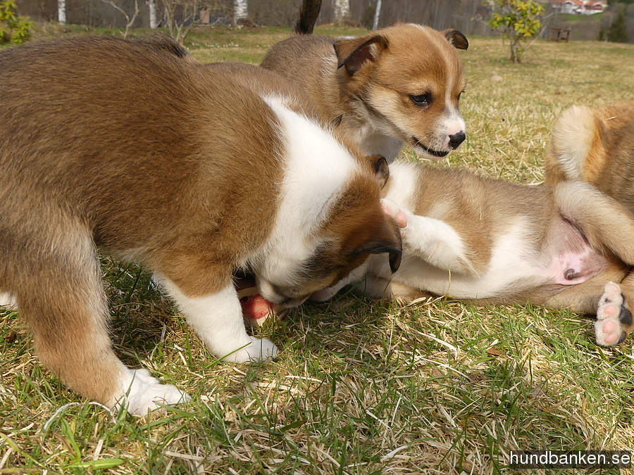 dog lundehund