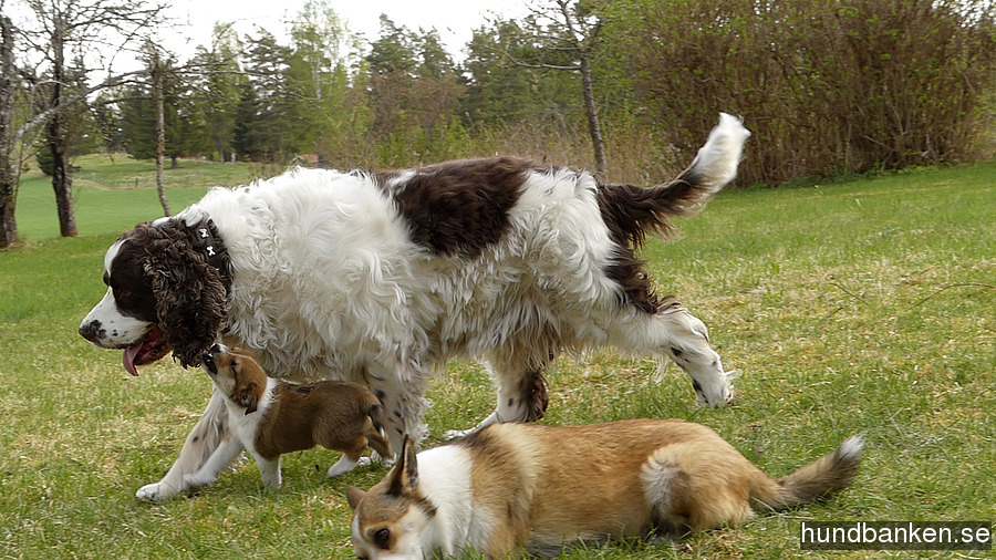dog lundehund
