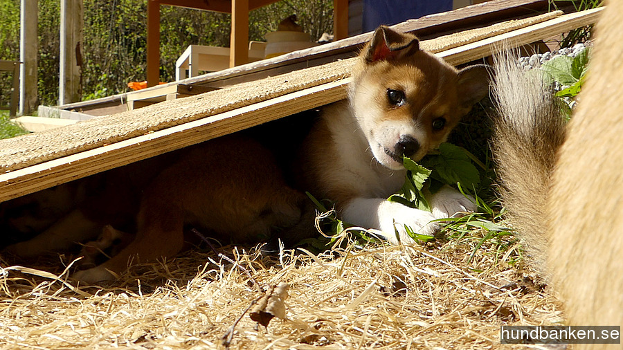 dog lundehund