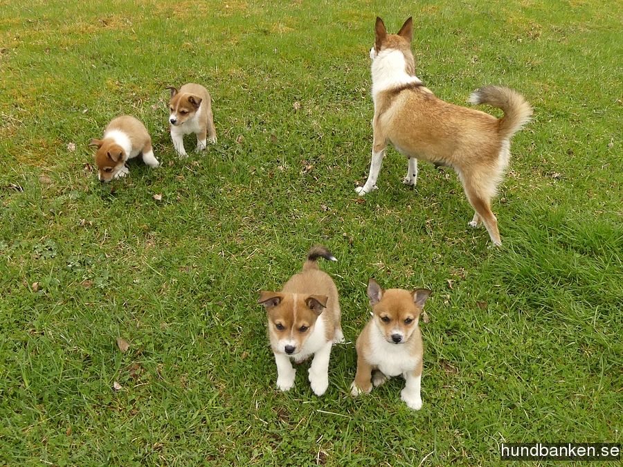dog lundehund