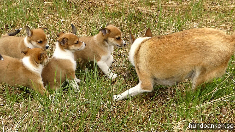 dog lundehund
