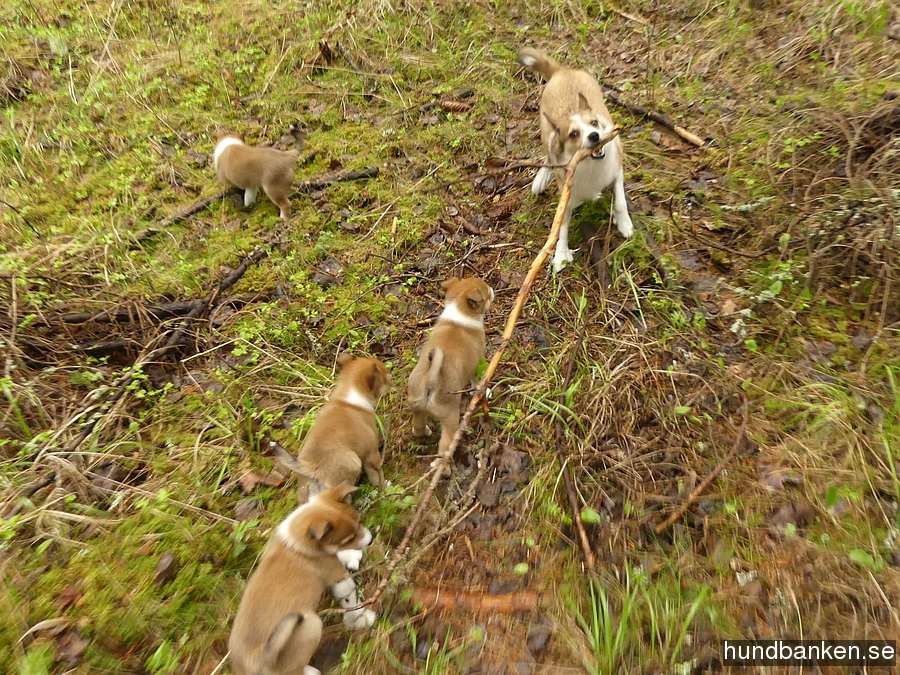 dog lundehund