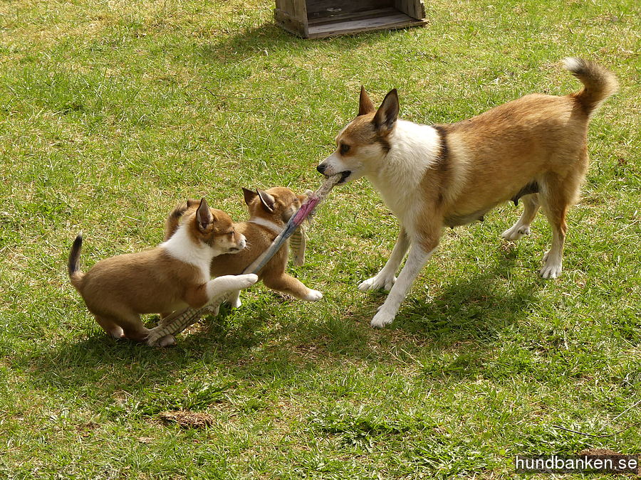 dog lundehund