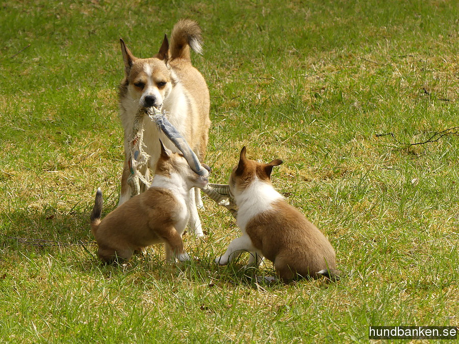 dog lundehund