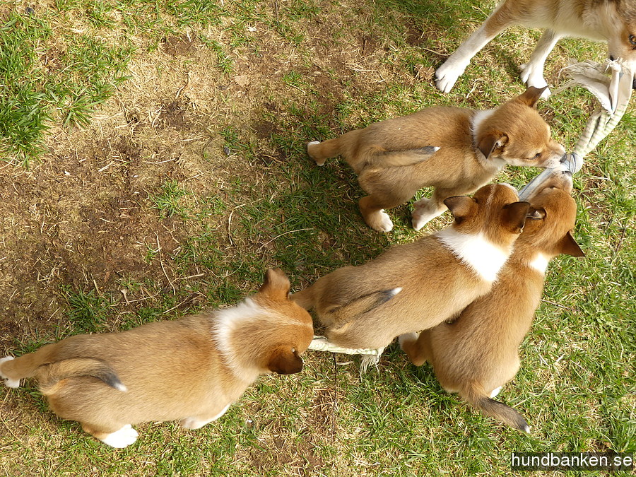 dog lundehund
