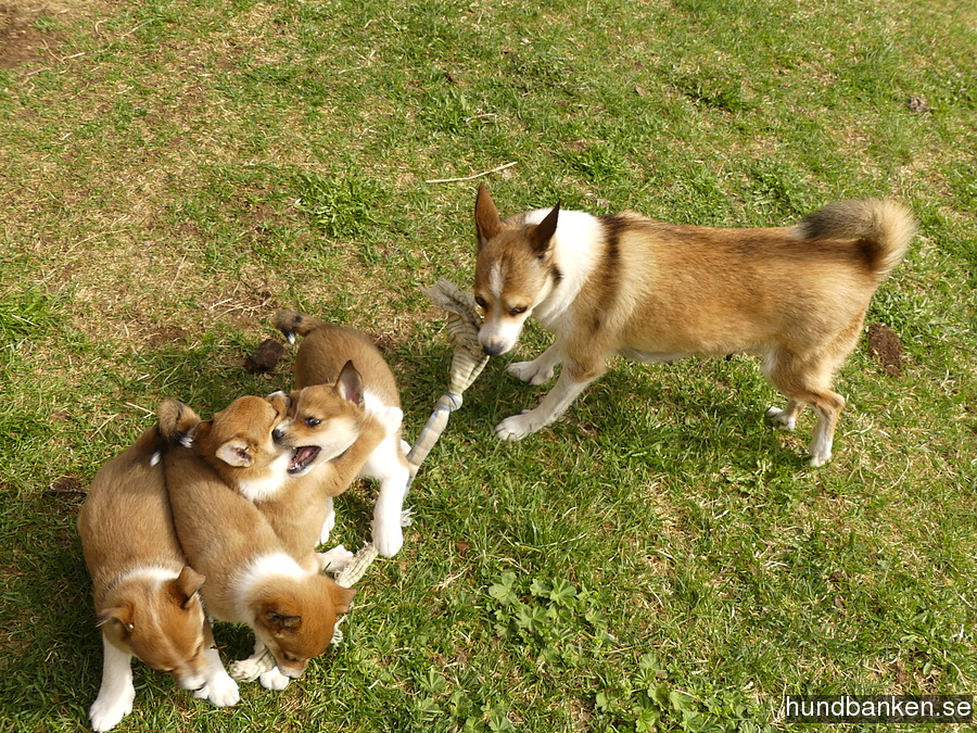 dog lundehund