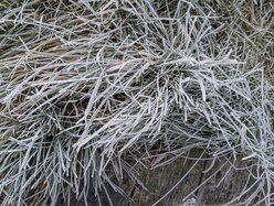 Thumbnail: cold-8C.2025-11-15.c.25k051.074043298.jpg