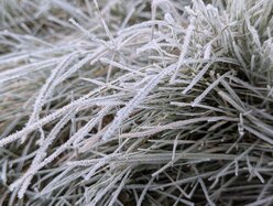 Thumbnail: cold-8C.2025-11-15.c.25k051.074052234.jpg