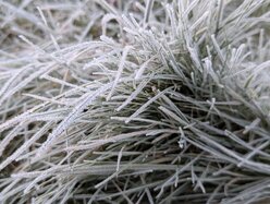 Thumbnail: cold-8C.2025-11-15.c.25k051.074055707.jpg