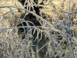 Thumbnail: cold-8C.2025-11-15.c.25k051.080933737.jpg