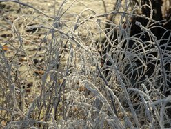 Thumbnail: cold-8C.2025-11-15.c.25k051.081009519.jpg