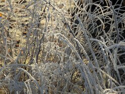 Thumbnail: cold-8C.2025-11-15.c.25k051.081013644.jpg