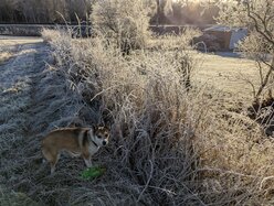 Thumbnail: cold-8C.2025-11-15.c.25k051.081036678.jpg