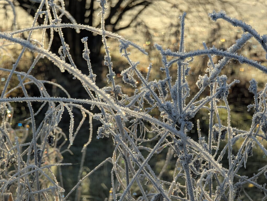 Image: cold-8C.2025-11-15.c.25k051.080944076.jpg