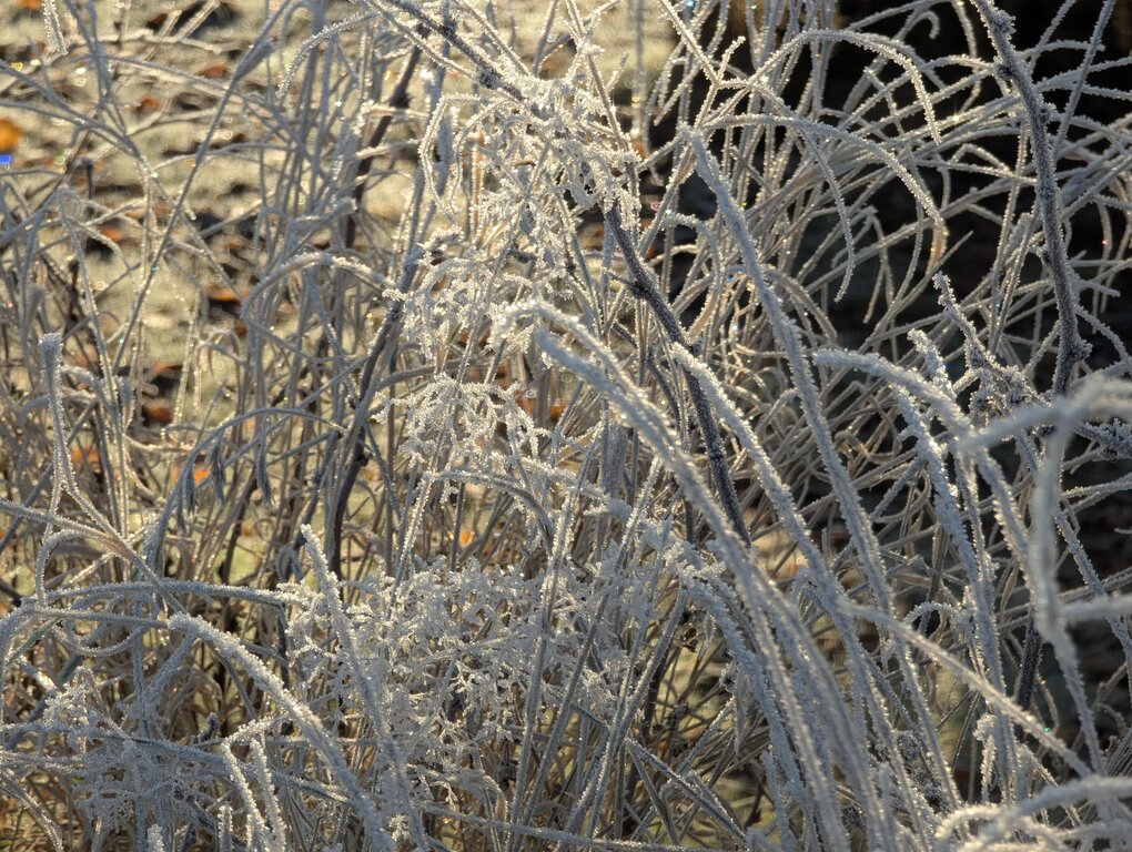 Image: cold-8C.2025-11-15.c.25k051.081013644.jpg