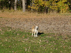 Thumbnail: 04.sigrid.2025-10-19.25k050.2088439.jpg