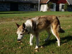 Thumbnail: 05.sigrid.2025-10-19.25k050.2088450.jpg