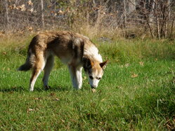 Thumbnail: 06.sigrid.2025-10-19.25k050.2088469.jpg