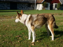 Thumbnail: sigrid.2025-10-19.25k050.2088449.jpg