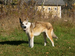 Thumbnail: sigrid.2025-10-19.25k050.2088461.jpg