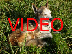 Thumbnail: sigrid-solen.2025-10-20.25k050.sista.2088676.jpg