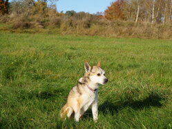 Thumbnail: 10.sigrid-solen.2025-10-20.25k050.sista.2088630.jpg