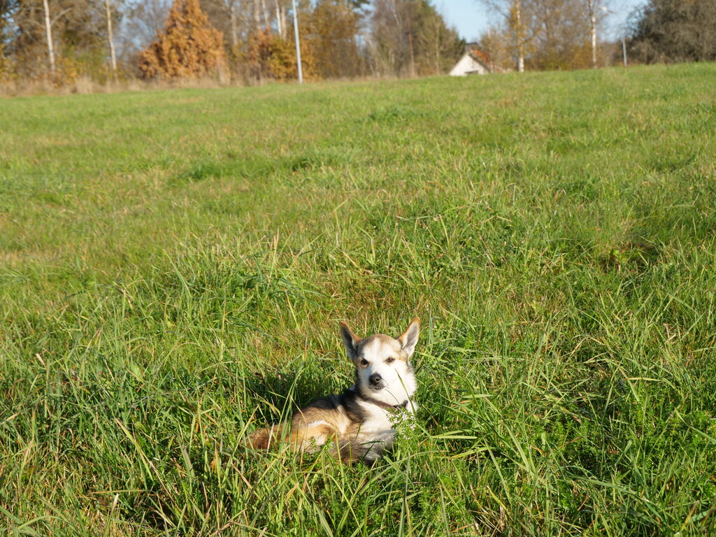 Image: 12.sigrid-solen.2025-10-20.25k050.sista.2088665.jpg