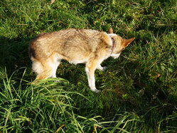 Thumbnail: sigrid-solen.2025-10-20.25k050.sista.2088610.jpg