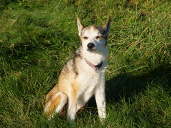 Thumbnail: sigrid-solen.2025-10-20.25k050.sista.2088632.jpg