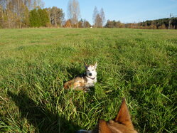 Thumbnail: sigrid-solen.2025-10-20.25k050.sista.2088671.jpg