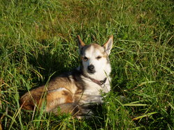 Thumbnail: sigrid-solen.2025-10-20.25k050.sista.2088673.jpg