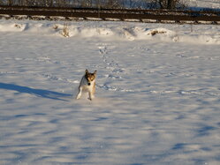 Thumbnail: thyra_snow_2025-11-21.25k051.2099152.jpg