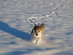 Thumbnail: thyra_snow_2025-11-21.25k051.2099170.jpg