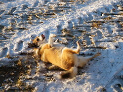 Thumbnail: thyra_snow_2025-11-21.25k051.2099201.jpg