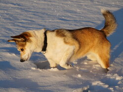 Thumbnail: thyra_snow_2025-11-21.25k051.2099372.jpg