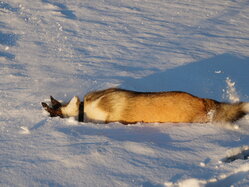 Thumbnail: thyra_snow_2025-11-21.25k051.2099380.jpg