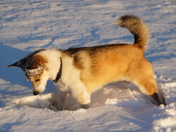 Thumbnail: thyra_snow_2025-11-21.25k051.2099443.jpg