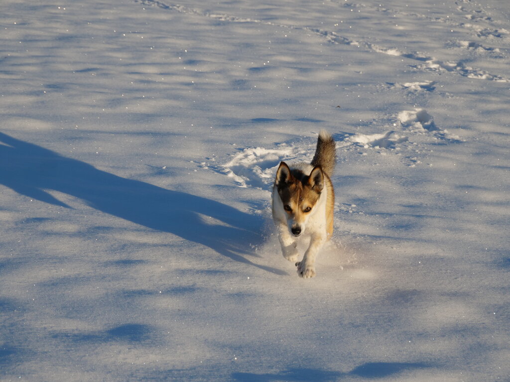 Image: thyra_snow_2025-11-21.25k051.2099168.jpg