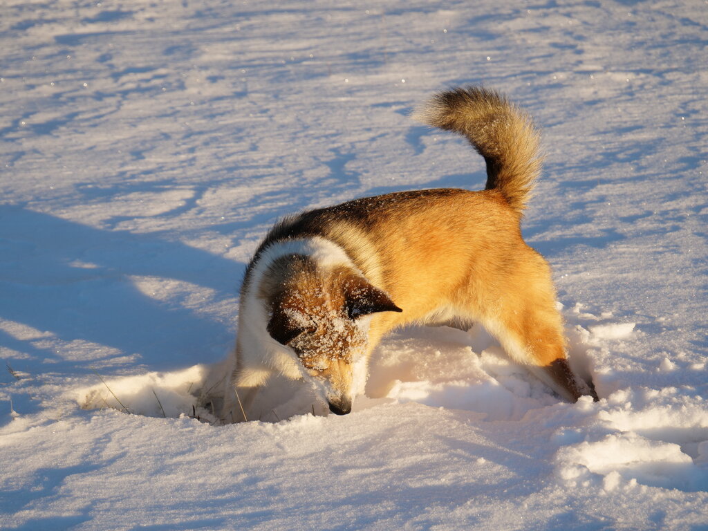 Image: thyra_snow_2025-11-21.25k051.2099431.jpg