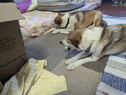 Thumbnail: tuggpinne.2025-10-19.25k050.131517736.jpg