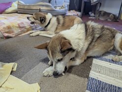 Thumbnail: tuggpinne.2025-10-19.25k050.131533741.jpg