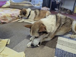 Thumbnail: tuggpinne.2025-10-19.25k050.131535512.jpg