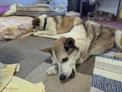 Thumbnail: tuggpinne.2025-10-19.25k050.131542045.jpg