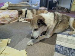 Thumbnail: tuggpinne.2025-10-19.25k050.131543342.jpg