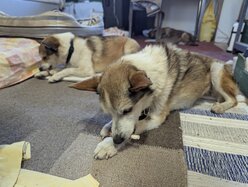 Thumbnail: tuggpinne.2025-10-19.25k050.131547450.jpg